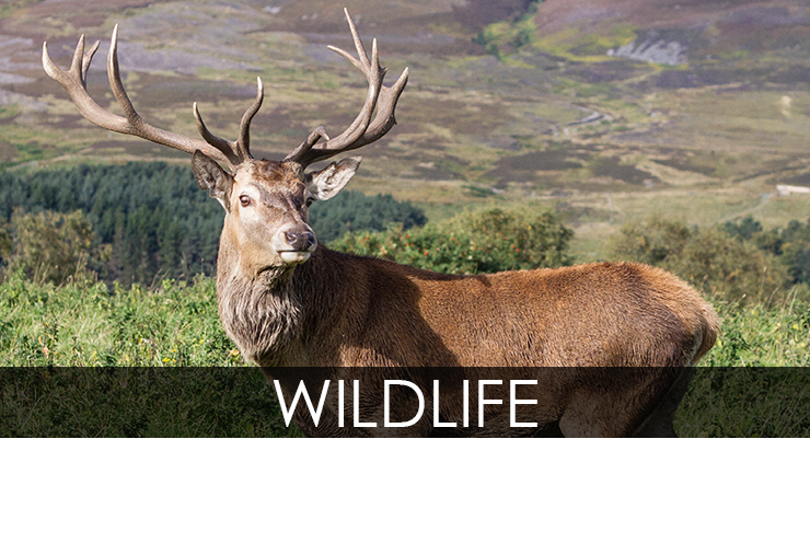wildlife